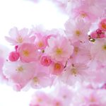 pink, cherry blossoms, flower background, flowers, flower wallpaper, beautiful flowers, branch, pink flowers, sakura, japanese cherry tree, bloom, blossom, flowering plant, ornamental plant, plant, flora, nature, close up